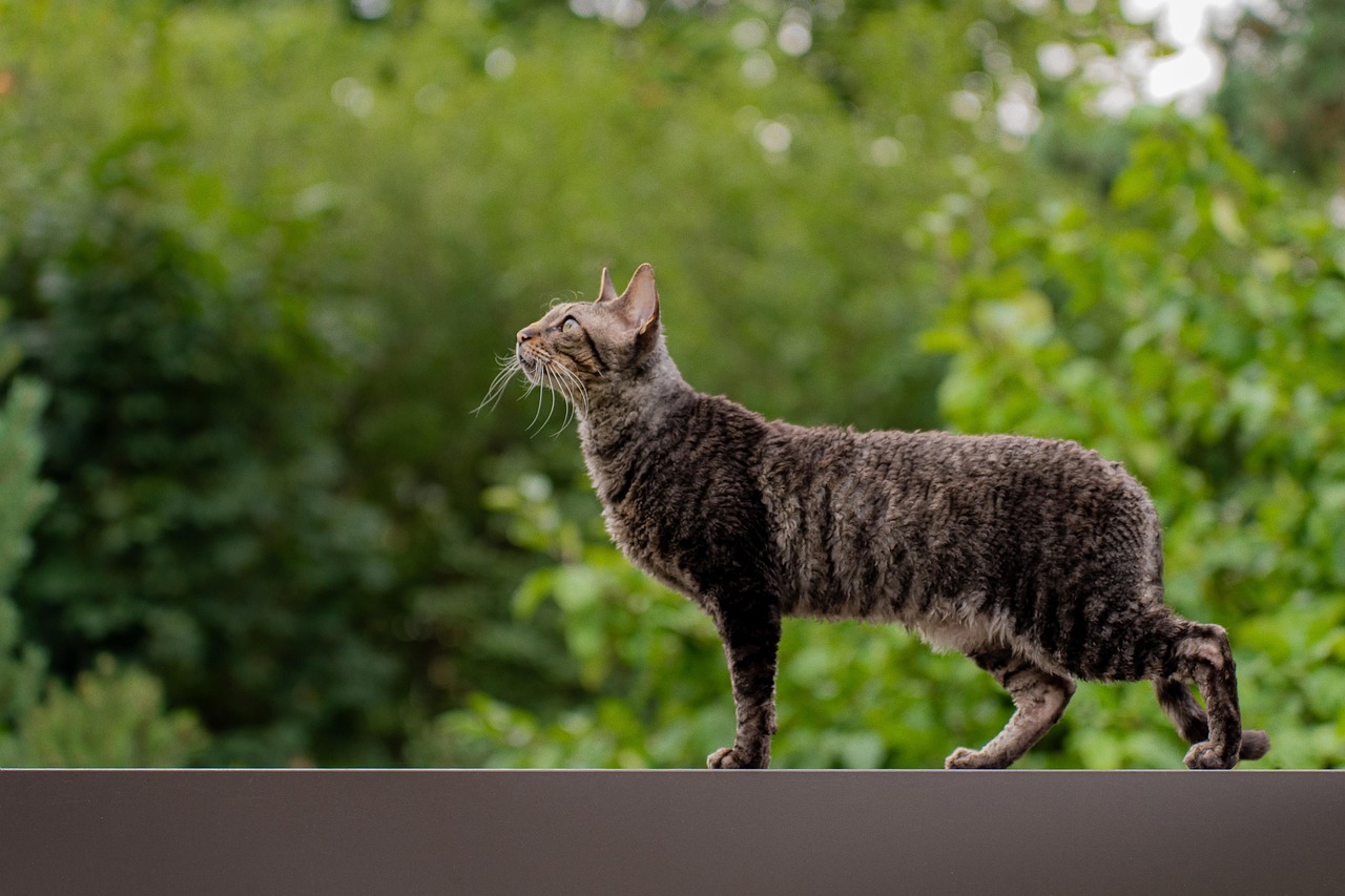 entdecken sie die besten tipps und ratschläge zur pflege und haltung von haustieren. von hunden über katzen bis hin zu exotischen tieren - alles, was sie wissen müssen, um ihren tierischen begleitern ein glückliches und gesundes leben zu ermöglichen.