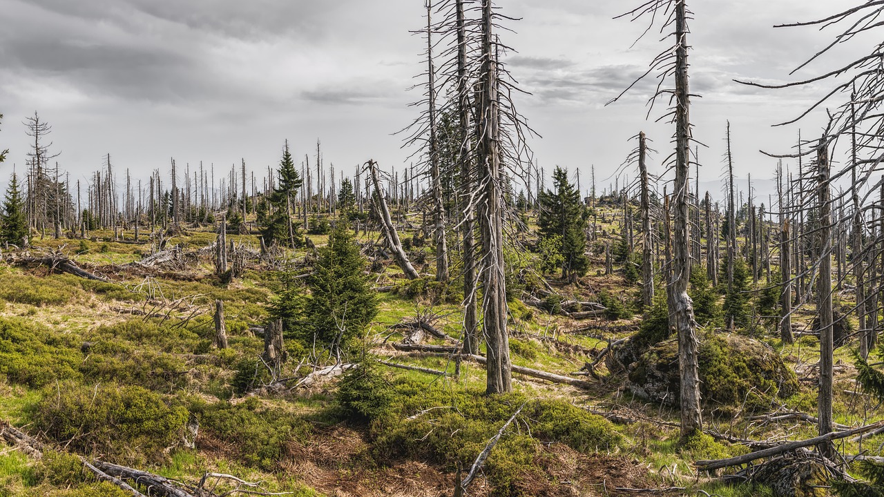 umweltbewusstsein ist entscheidend für den schutz unseres planeten. lernen sie, wie sie nachhaltige entscheidungen treffen und zur erhaltung der natur beitragen können.