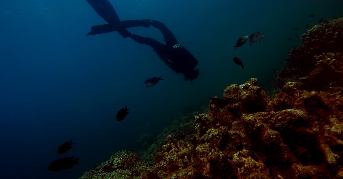 erleben sie ein faszinierendes unterwasserabenteuer! entdecken sie die geheimen tiefen der ozeane, schwimmen sie mit farbenfrohen fischen und erkunden sie faszinierende korallenriffe. tauchen sie ein in eine welt voller magie und wunder unter wasser.