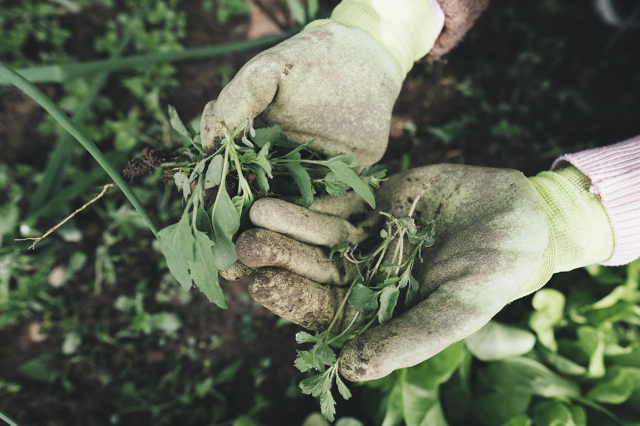 entdecken sie die welt des urban gardening! erfahren sie, wie sie auf kleinstem raum pflanzen anbauen, ihre eigene grüne oase inmitten der stadt schaffen und nachhaltige, frische lebensmittel direkt vor ihrer haustür genießen können.