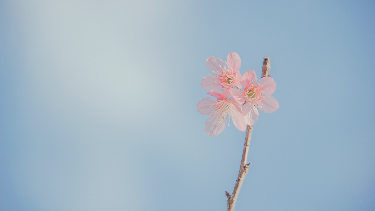 entdecken sie die perfekte morgenroutine für einen energischen start in den tag. tipps zur produktivität, meditation und gesunder ernährung, um körper und geist zu stärken.